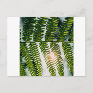 Farngoly Postkarte