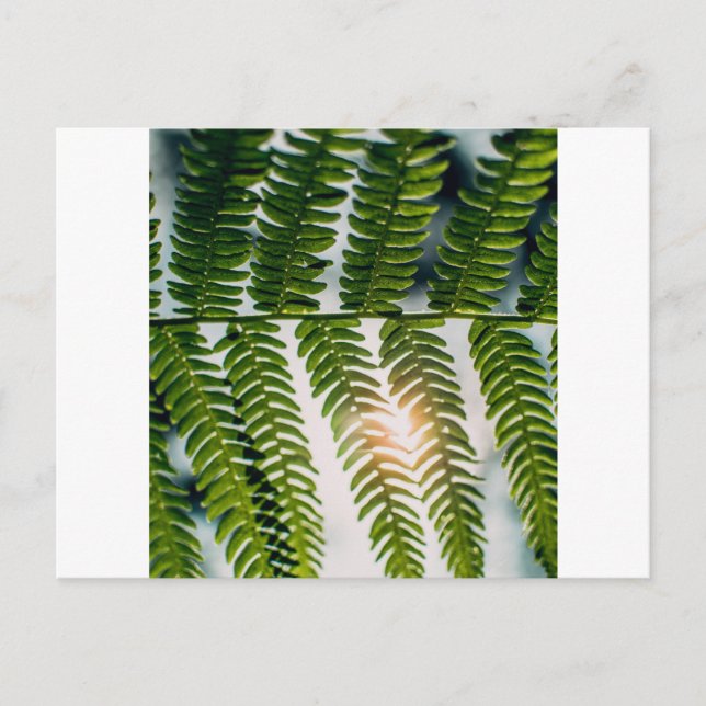 Farngoly Postkarte (Vorderseite)