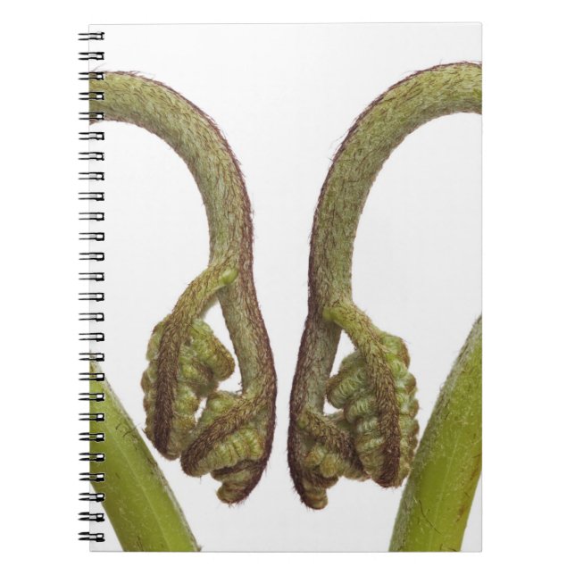 Farnsprösslinge 2 notizblock (Vorderseite)