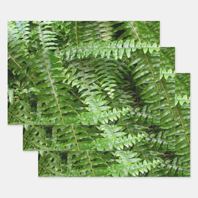 Farnwedel I Grüne Natur Geschenkpapier Set (Set)