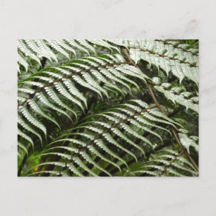 Farnwedel II Dunkelgrün Natur Postkarte