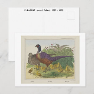 FASAN Joseph Scholz, 1829 - 1880 Postkarte