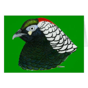Fasan: Lady Amherst Rooster