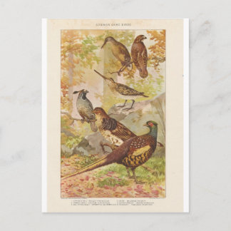 Fasan und anderes Spiel Postkarte