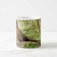 Fasan - wilde Fasan-Tasse