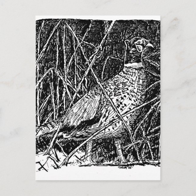 Fasane (Rasterstreifen) Postkarte (Vorderseite)