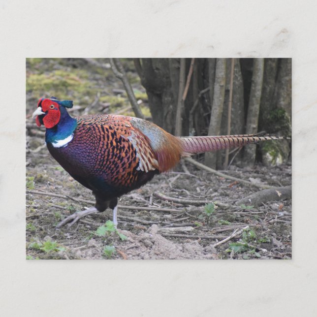 Fasant Postkarte (Vorderseite)