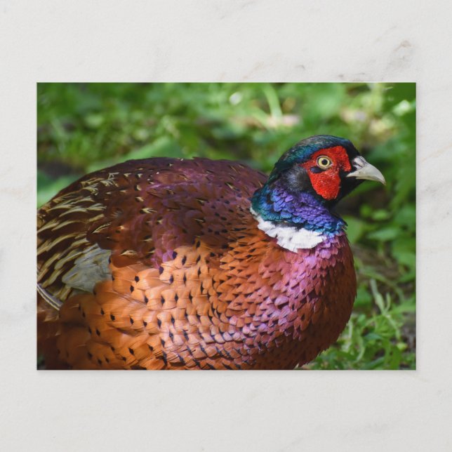 Fasant Postkarte (Vorderseite)