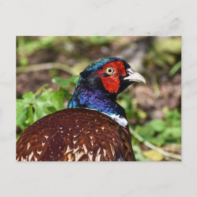 Fasant Postkarte (Vorderseite)
