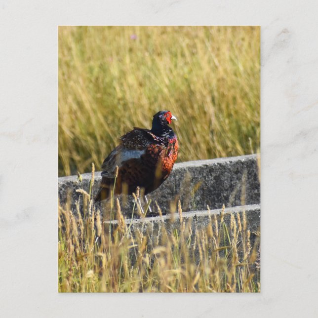 Fasant Postkarte (Vorderseite)