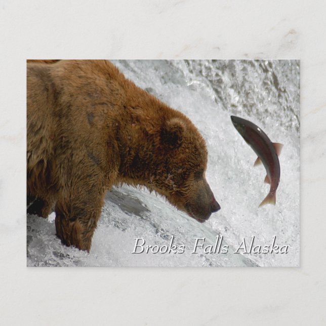 Fast Brooks Falls Alaska Postkarte (Vorderseite)