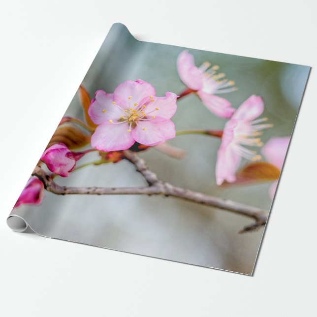 Faszination der Sakura-Blume Geschenkpapier (Ungerollt)