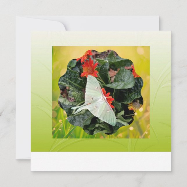 Faszinierende Luna Moth (Vorderseite)