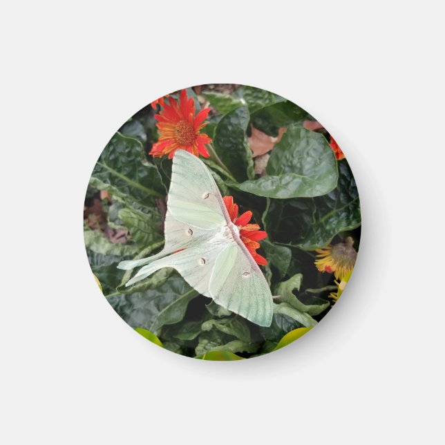 Faszinierende Luna Moth Magnet (Vorne)