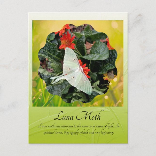 Faszinierende Luna Moth Postkarte (Vorderseite)