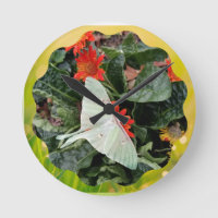 Faszinierende Luna Moth