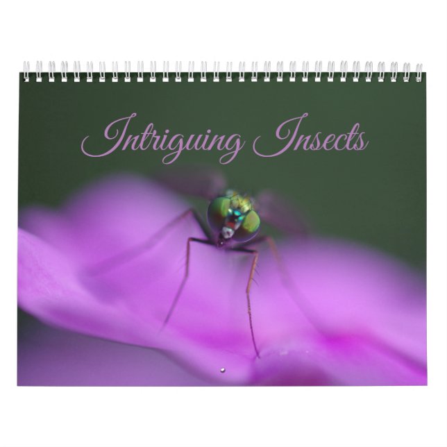 Faszinierender Insekten-Kalender Kalender (Titelbild)