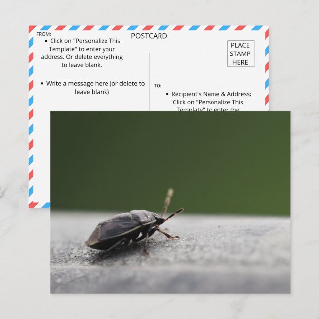 Faszinierender Macro-Schuss eines stinkenden Fehle Postkarte (Vorne/Hinten)