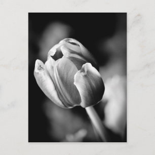 Faszinierendes Tulpenpantomime-Foto macht eine emo Postkarte