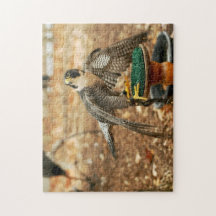 faucon pérégrin, oiseau de puzzle de proie