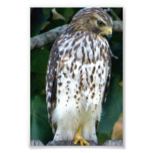 Faucon photo 6x4