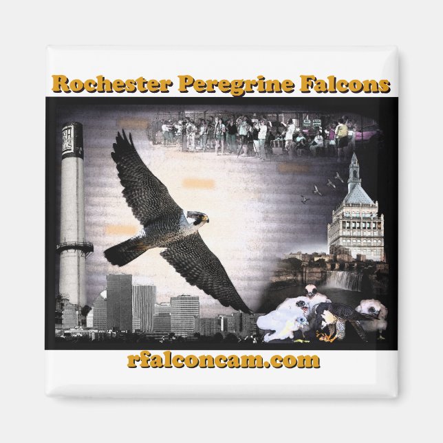 Faucons pèlerins de Magnet Rochester (Devant)