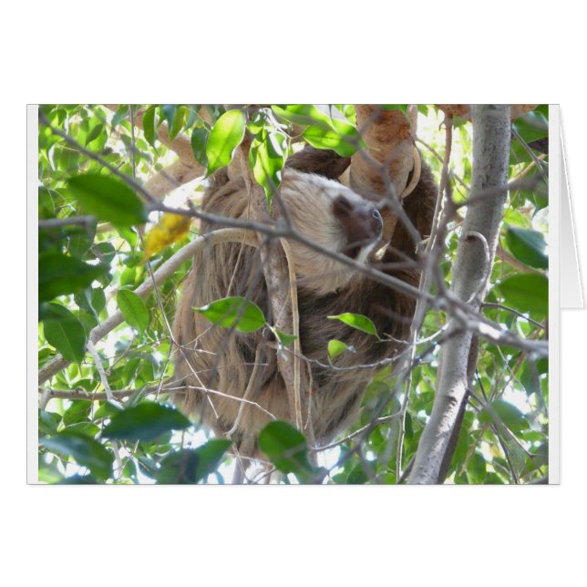 Faultier (Vorderseite (Horizontal))