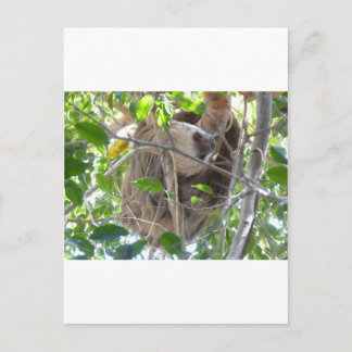 Faultier Postkarte