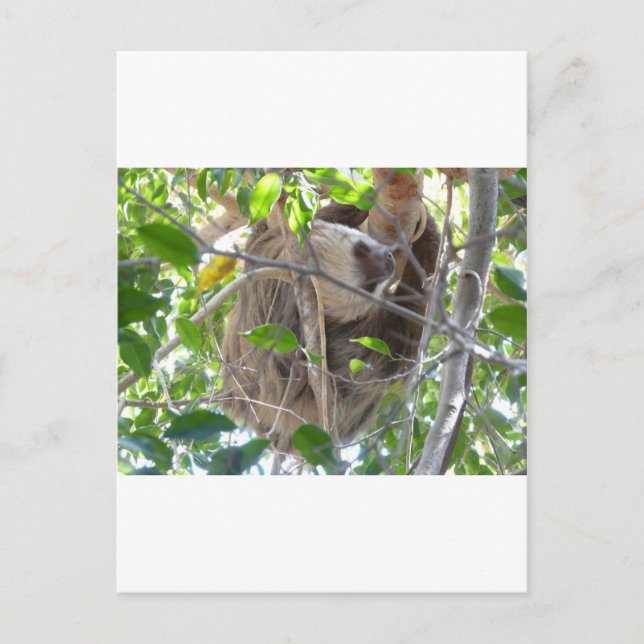 Faultier Postkarte (Vorderseite)