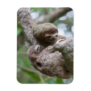 Faultierbaby mit Mutter an einem Baum hängend Magnet