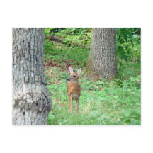 Fauna im Juli Postkarte