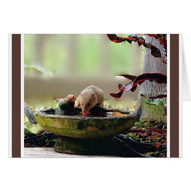 Faune d'abreuvoir de mangouste (Devant Horizontal)