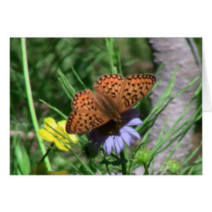 Faune d'insectes d'insectes/arachnides d'Umatilla