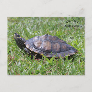 Fausse carte Turtle Ridgeland Sc