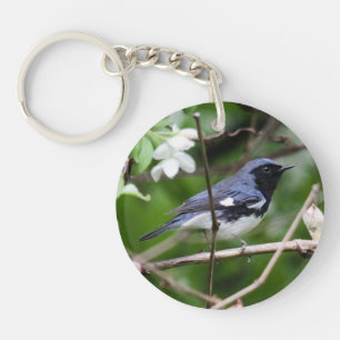 fauvette bleue Noir-throated