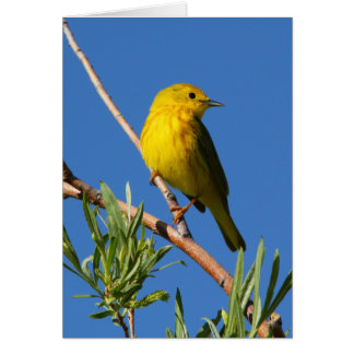 Fauvette jaune