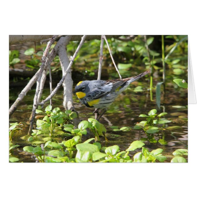 Fauvette Jaune-rumped (Devant horizontal)