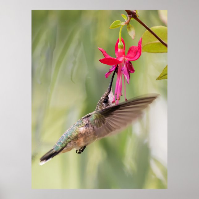 Favorite Fuchsia Hummingbird Poster (Vorne)