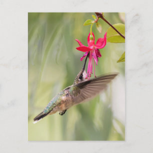 Favorite Fuchsia Hummingbird Postkarte