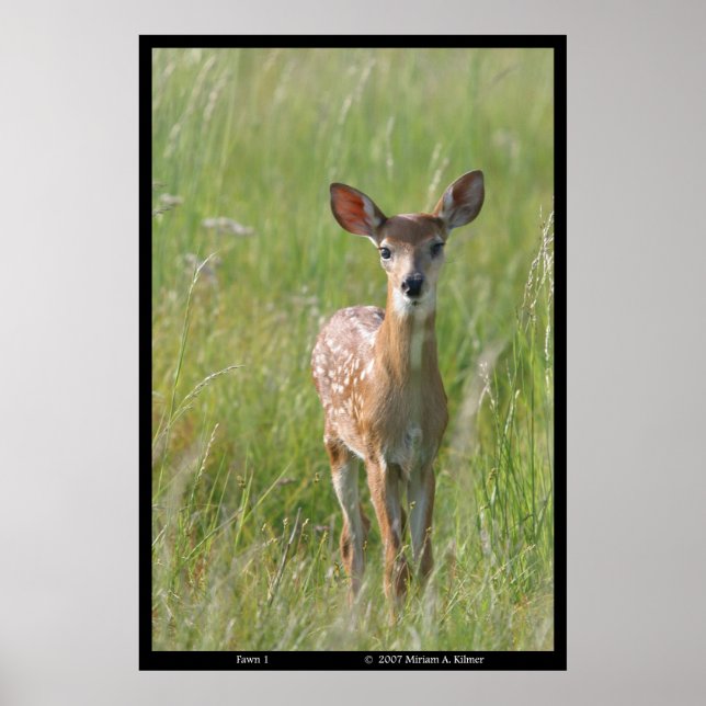"Fawn 1" Naturfoto Weißer Schwanz Hirschdruck Poster (Vorne)