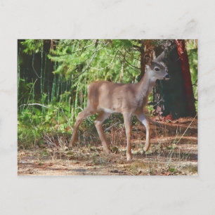 FAWN #1 POSTKARTE
