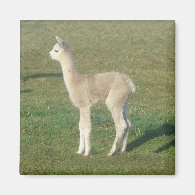 Fawn Alpaca Magnet (Vorne)