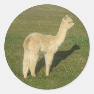 Fawn Alpaca Runder Aufkleber