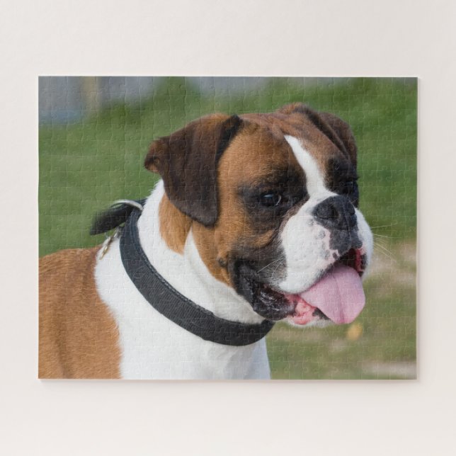 Fawn and White Boxer Puppy Dog (Horizontal)