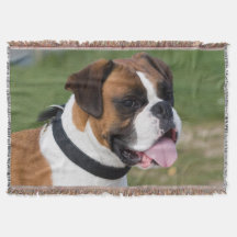 Fawn and White Boxer Puppy Dog