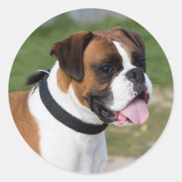 Fawn and White Boxer Puppy Dog Runder Aufkleber