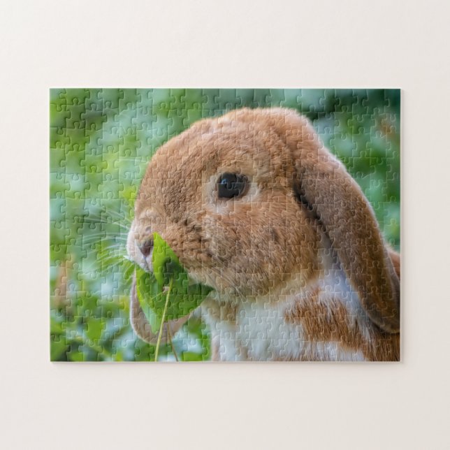 Fawn and White Holland Lop Bunny Rabbit (Horizontal)