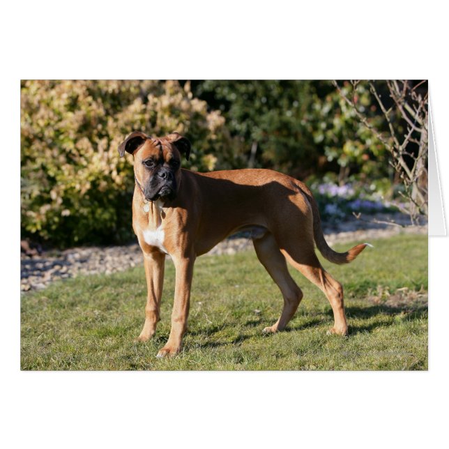 Fawn Boxer Dog Stehend (Vorderseite (Horizontal))
