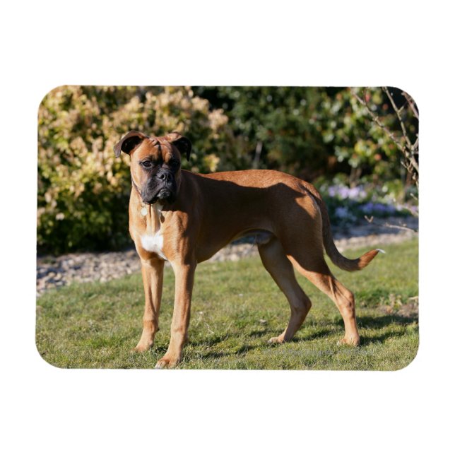 Fawn Boxer Dog Stehend Magnet (Horizontal)