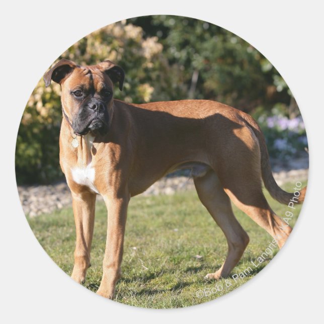 Fawn Boxer Dog Stehend Runder Aufkleber (Vorderseite)